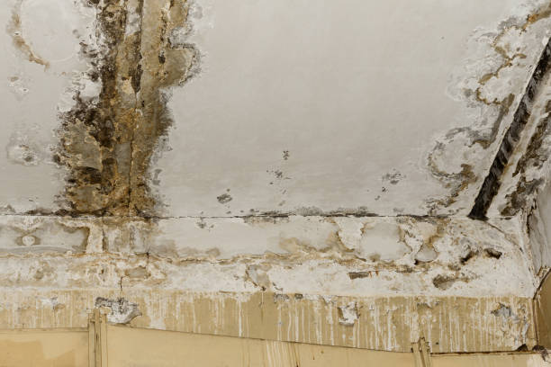 Best Post-Construction Mold Inspection  in Mancelona, MI