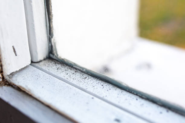 Biohazard Mold Removal in Mancelona, MI