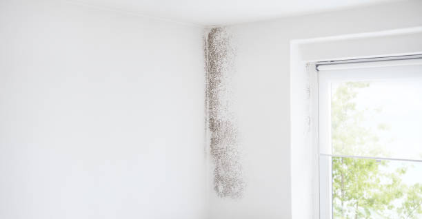 Best Mold Remediation for Healthcare Facilities  in Mancelona, MI