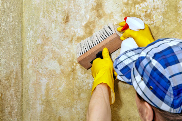 Best Asbestos and Lead Testing During Mold Inspection  in Mancelona, MI