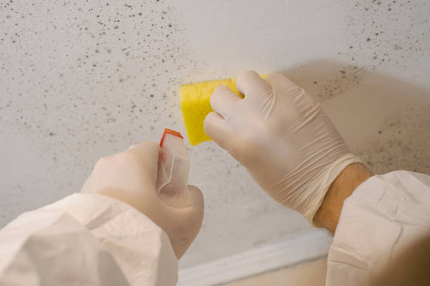 Best Basement Mold Removal  in Mancelona, MI