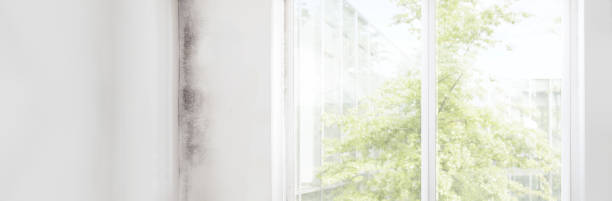 Professional Mold Removal in Mancelona, MI