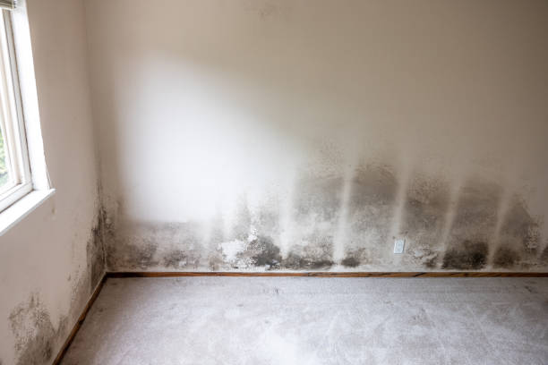 Best Residential Mold Inspection & Testing  in Mancelona, MI