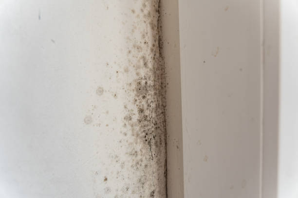 Best Mold Prevention Services  in Mancelona, MI