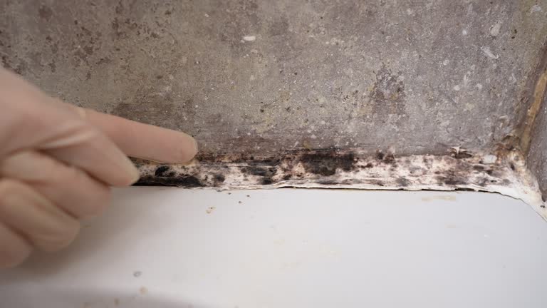 Best Mold Documentation for Insurance Claims  in Mancelona, MI