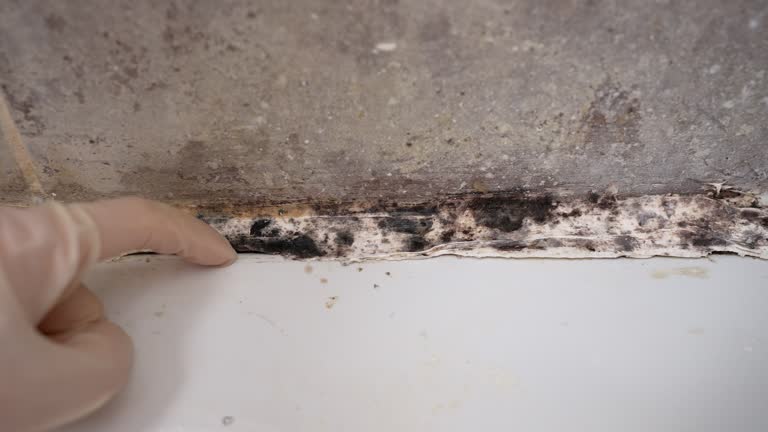 Best Mold Damage Restoration  in Mancelona, MI