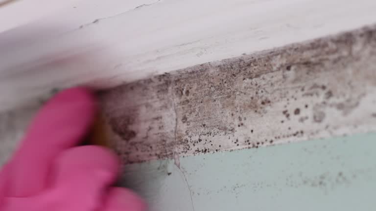 Best Crawl Space Mold Remediation  in Mancelona, MI